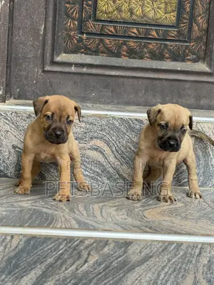 1-3 months Female Purebred Boerboel