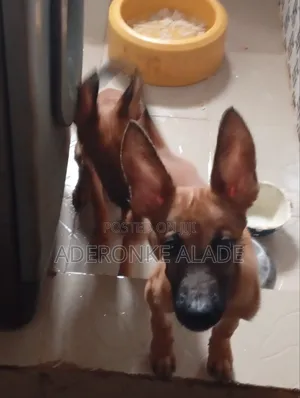 3-6 months Male Purebred Belgian Malinois