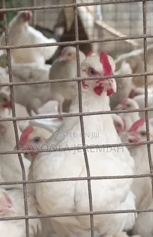 8 Weeks Cockerel for Sale