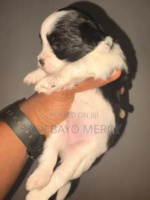 0-1 month Female Purebred Lhasa Apso