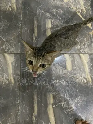 3-6 months Female Purebred Cat