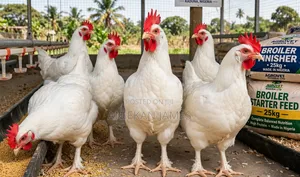 Quality)
4. `Well Fed Broilers for Sale - Book Now`