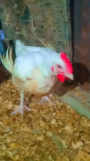 Quality)
4. `Well Fed Broilers for Sale - Book Now`