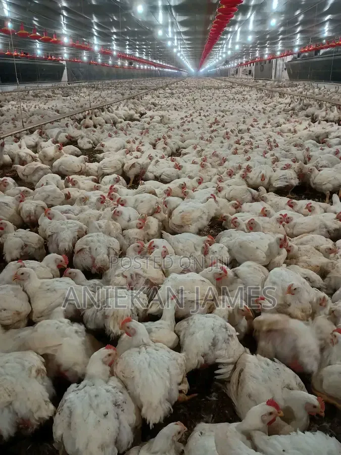 Quality)
4. `Well Fed Broilers for Sale - Book Now`
