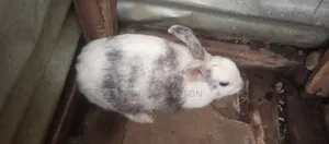 Rabbit for Sale