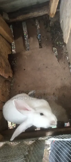Rabbit for Sale