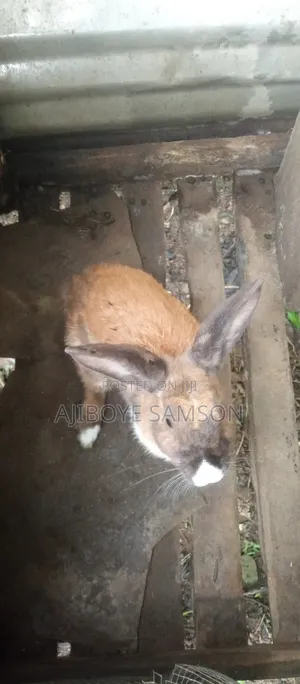 Rabbit for Sale