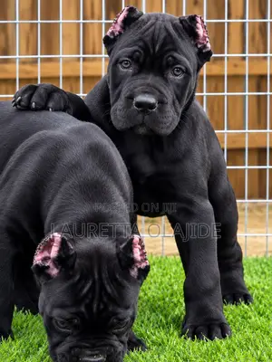 1-3 months Male Purebred Cane Corso
