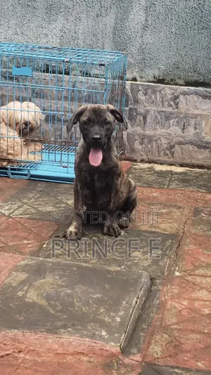 1-3 months Male Purebred Boerboel