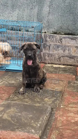 1-3 months Male Purebred Boerboel