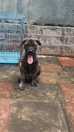 1-3 months Male Purebred Boerboel