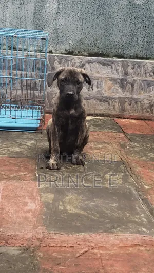 1-3 months Male Purebred Boerboel