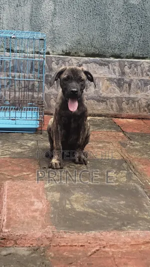 1-3 months Male Purebred Boerboel