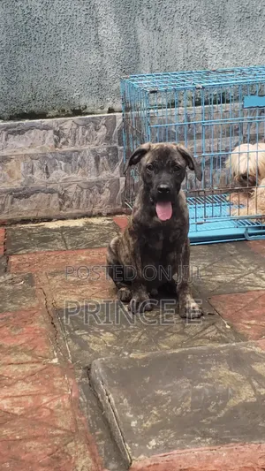 1-3 months Male Purebred Boerboel