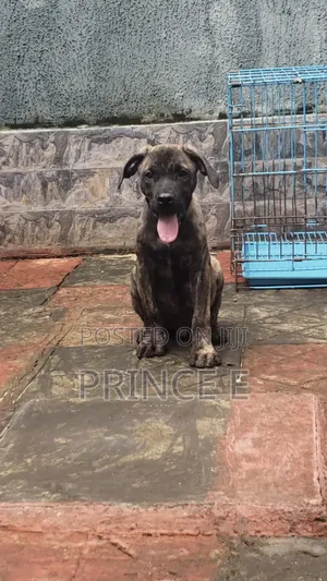 1-3 months Male Purebred Boerboel