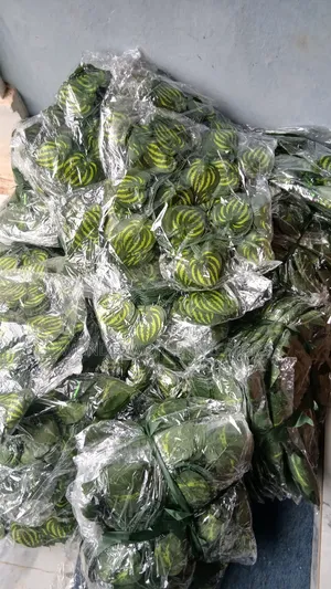 Radish Vine Rope Leave
