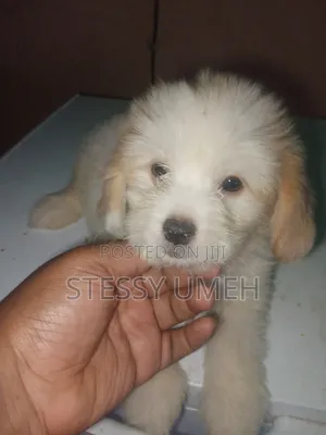 1-3 months Male Purebred Lhasa Apso
