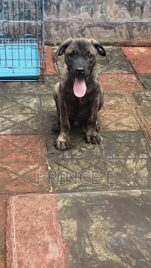 1-3 months Male Purebred Boerboel