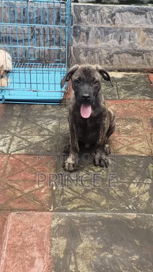 1-3 months Male Purebred German Shepherd