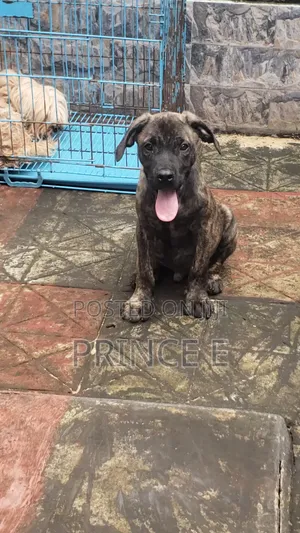 1-3 months Male Purebred Boerboel
