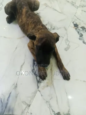 3-6 months Male Purebred Cane Corso