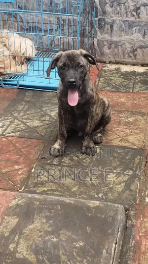 1-3 months Male Purebred Boerboel