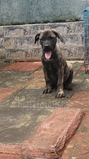 1-3 months Male Purebred Boerboel