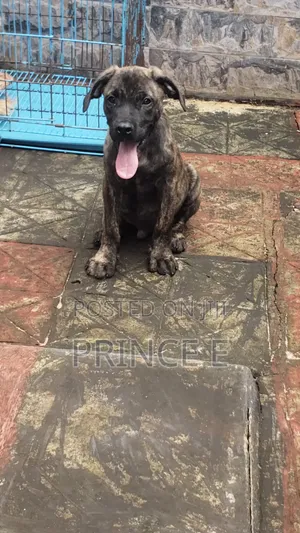 1-3 months Male Purebred Boerboel