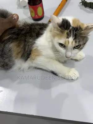 6-12 months Female Purebred Turkish Angora