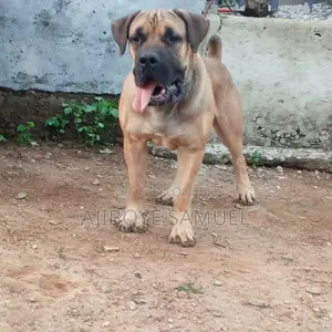 1+ year Male Purebred Boerboel