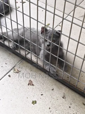 1-3 months Male Purebred British Shorthair