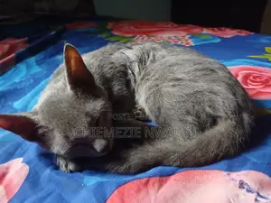 3-6 months Male Mixed Breed Cat