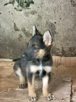 1-3 months Female Purebred German Shepherd