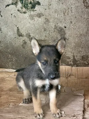 1-3 months Female Purebred German Shepherd