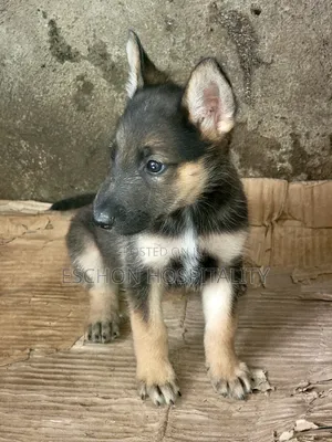 1-3 months Female Purebred German Shepherd