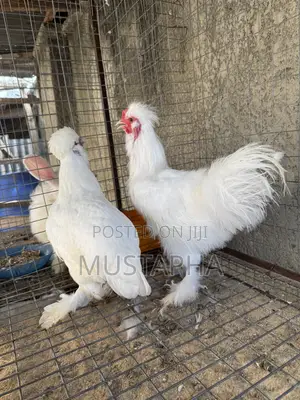 Sultan Birds