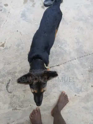 3-6 months Female Purebred German Shepherd