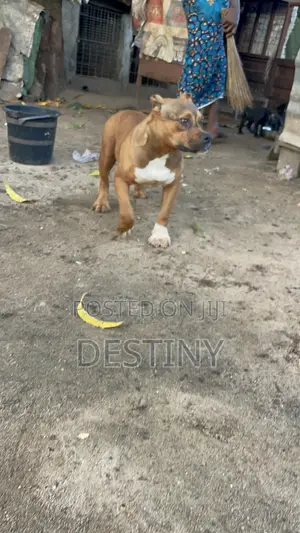 3-6 months Female Purebred American Bully
