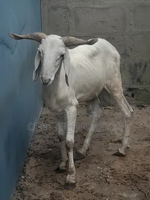 Big White Ram