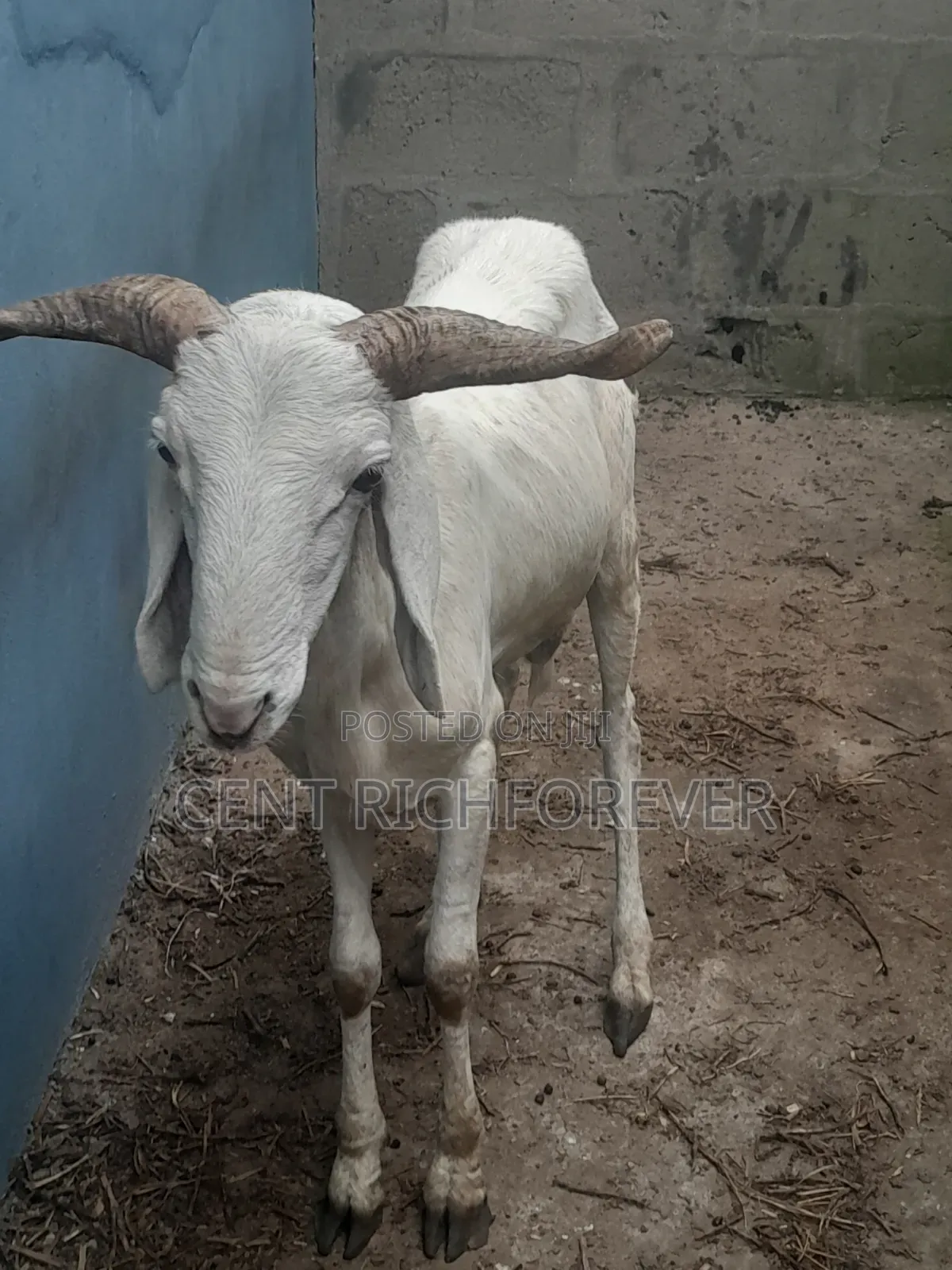 Big White Ram