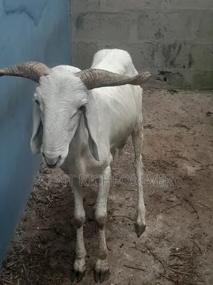 Big White Ram