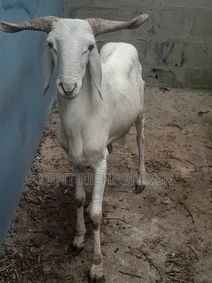 Big White Ram