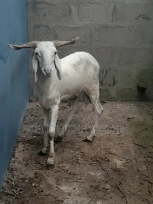 Big White Ram