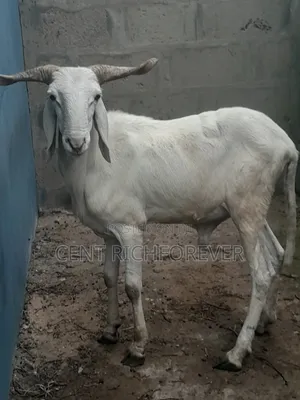 Big White Ram