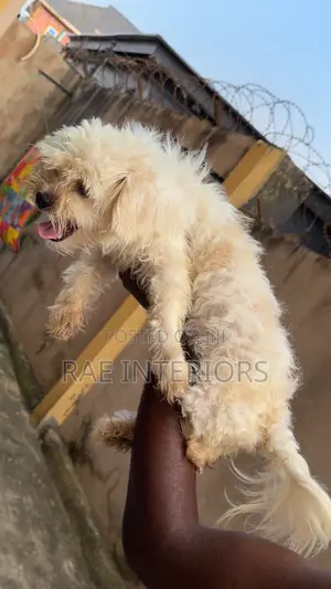 1+ year Male Purebred Lhasa Apso