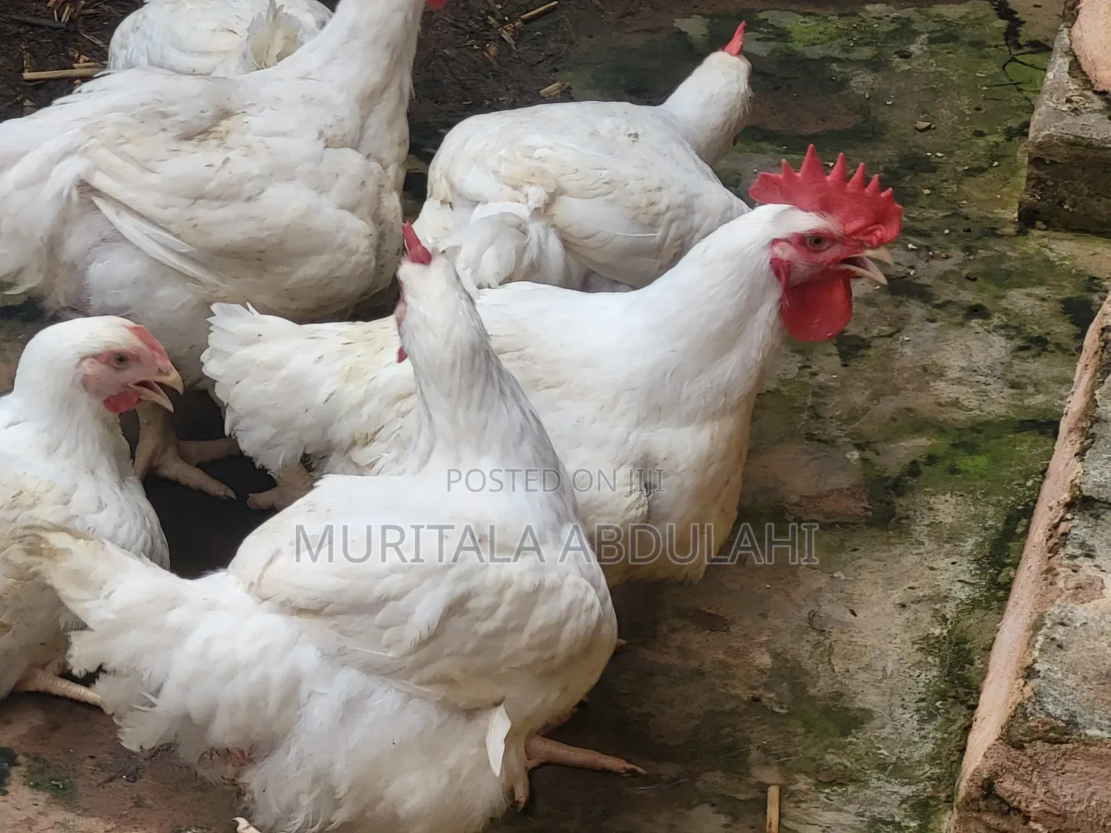 Well Matured Broiler Chicken