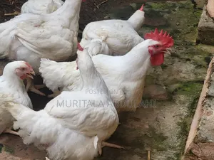 Well Matured Broiler Chicken