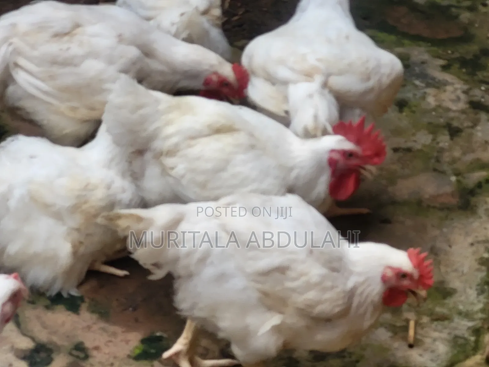 Well Matured Broiler Chicken