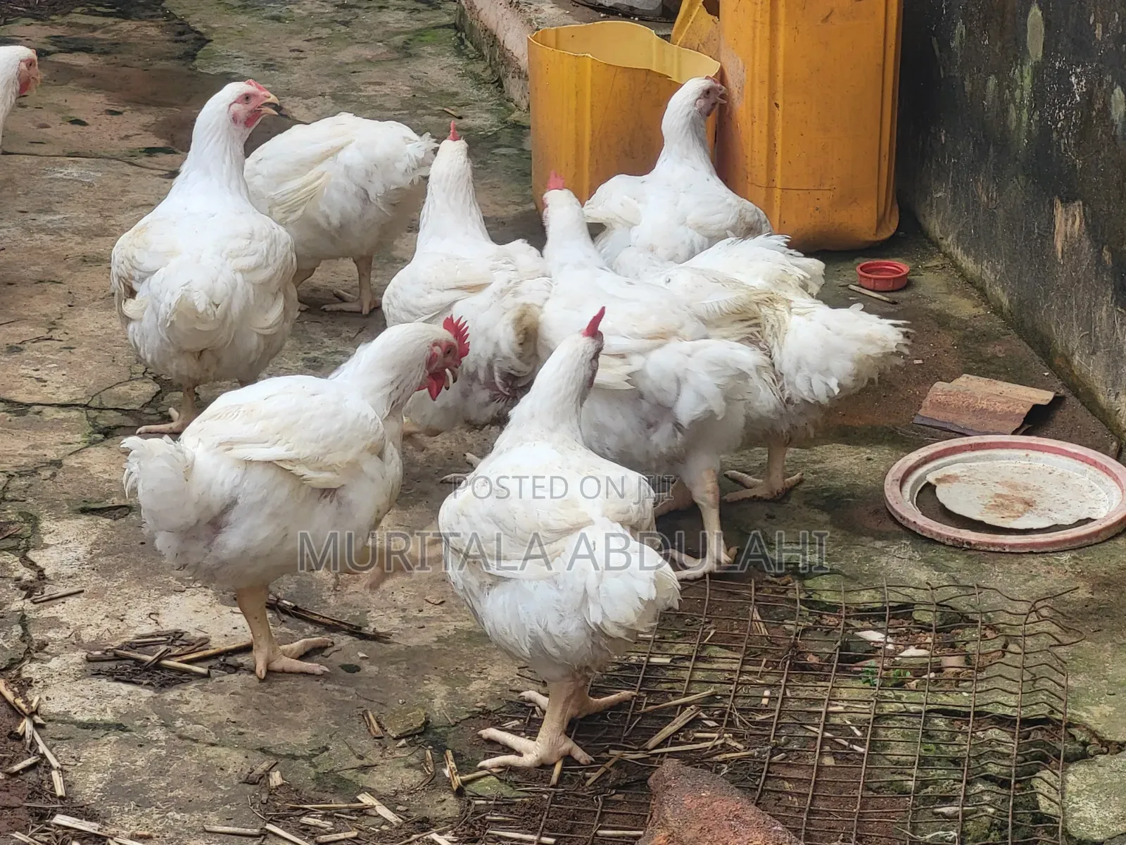 Well Matured Broiler Chicken