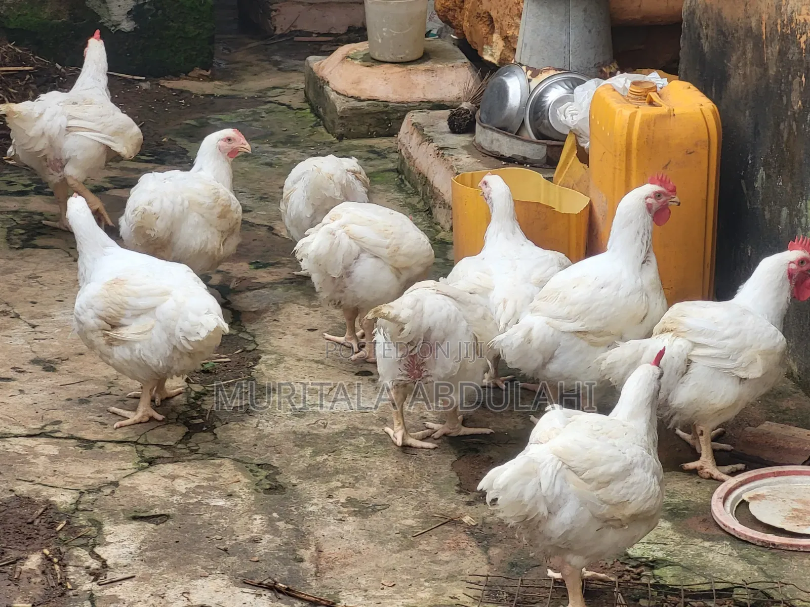 Well Matured Broiler Chicken